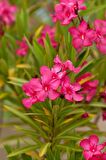 ZAKKUM ÇİÇEĞİ 10 ADET - Nerium Oleander Dış Mekan Çiçeği