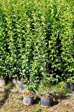 LİGUSTRUM KURTBAĞRI 5 ADET 100-120 cm - ÇİT BİTKİSİ (BÜYÜK BOY)