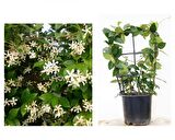 ARAP YASEMİNİ PERGOLA FORMLU 40-60 CM