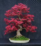 KIRMIZI JAPON AKÇAAĞACI TOHUMU 10 ADET ( Acer Palmatum )