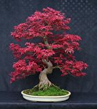 KIRMIZI JAPON AKÇAAĞACI TOHUMU 20 ADET ( Acer Palmatum )