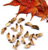 KIRMIZI JAPON AKÇAAĞACI ( Acer Palmatum) TOHUMU 50 ADET
