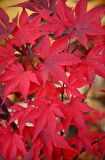 KIRMIZI JAPON AKÇAAĞACI ( Acer Palmatum) TOHUMU 50 ADET