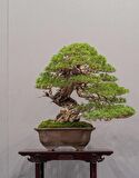 KIZILÇAM ( Pinus Brutia ) TOHUMU 500 ADET