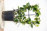 ARAP YASEMİNİ 3 ADET PERGOLA FORMLU 40-60 CM