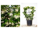 ARAP YASEMİNİ 10 ADET PERGOLA FORMLU 40-60 CM