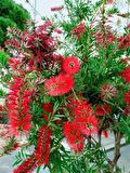 FIRÇA ÇALISI CALLİSTEMON 3 ADET 20 - 30 CM