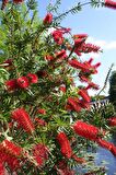 FIRÇA ÇALISI CALLİSTEMON 3 ADET 20 - 30 CM