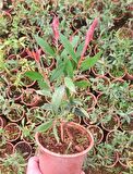 FIRÇA ÇALISI CALLİSTEMON 3 ADET 20 - 30 CM