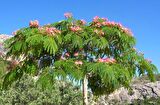 GÜLİBRİŞİM FİDANI - İPEK AĞACI (Albizia Julibrissin)