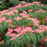 GÜLİBRİŞİM FİDANI - İPEK AĞACI (Albizia Julibrissin)