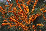 YALANCI(YABANİ) İĞDE FİDANI 5 ADET - HIPPOPHAE RHAMNOIDES