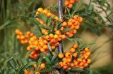 YALANCI(YABANİ) İĞDE FİDANI 5 ADET - HIPPOPHAE RHAMNOIDES