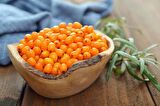 YALANCI(YABANİ) İĞDE FİDANI 5 ADET - HIPPOPHAE RHAMNOIDES