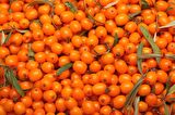 YALANCI(YABANİ) İĞDE FİDANI 5 ADET - HIPPOPHAE RHAMNOIDES