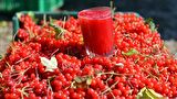 ŞİFALI GİREBOLU FİDANI - GİLABORU