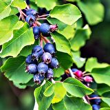 ŞİFALI SASKATOON BERRY FİDANI 2 ADET