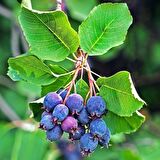ŞİFALI SASKATOON BERRY FİDANI 2 ADET