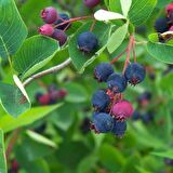 ŞİFALI SASKATOON BERRY FİDANI 3 ADET