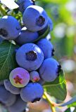 ŞİFALI SASKATOON BERRY FİDANI 3 ADET