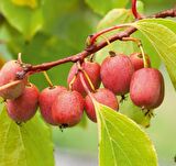MİNİ KİVİ FİDANI 5 ADET - KENS RED