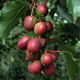 MİNİ KİVİ FİDANI 5 ADET - KENS RED
