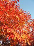 AMERİKAN DİŞBUDAK FİDANI - Fraxinus Americana