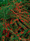 COTONEASTER HORİZONTALİS 3 ADET - YAYILICI DAĞ MUŞMULASI