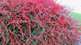 COTONEASTER HORİZONTALİS 3 ADET - YAYILICI DAĞ MUŞMULASI