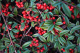COTONEASTER SALİCİFOLİUS 10 ADET - HERDEM YEŞİL DAĞ MUŞMULASI