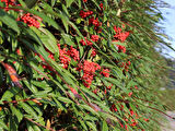 COTONEASTER SALİCİFOLİUS - HERDEM YEŞİL DAĞ MUŞMULASI