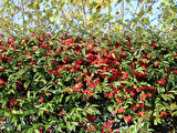 COTONEASTER SALİCİFOLİUS - HERDEM YEŞİL DAĞ MUŞMULASI