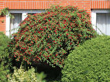 COTONEASTER SALİCİFOLİUS - HERDEM YEŞİL DAĞ MUŞMULASI