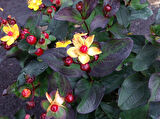 SİYAH KANTARON ÇALISI - Hypericum Inodorum Magical Black