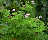 ITIR ÇİÇEĞİ 3 ADET - PELARGONİUM GRAVEOLENS