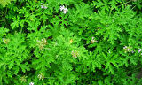 ITIR ÇİÇEĞİ 5 ADET - PELARGONİUM GRAVEOLENS