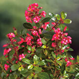 ESKOLONYA ÇALISI PEMBE ÇİÇEKLİ 3 ADET - Escallonia Cardinallis