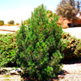 ELDER ÇAMI FİDANI - PİNUS ELDERİCA 30-40 CM