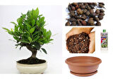 DEFNE AĞACI BONSAİ EKİM SETİ (TOHUM,TOPRAK,SAKSI,BİTKİ BESİNİ)
