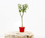 BONSAİ LİGUSTRUM JAPONİCUM 3 ADET - HEDİYELİK KIRMIZI SAKSIDA