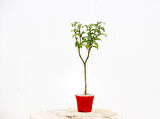 BONSAİ LİGUSTRUM JAPONİCUM 3 ADET - HEDİYELİK KIRMIZI SAKSIDA