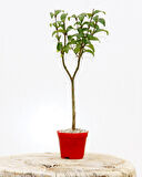 BONSAİ LİGUSTRUM JAPONİCUM 3 ADET - HEDİYELİK KIRMIZI SAKSIDA