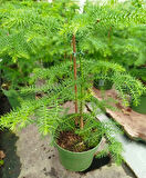 SALON ÇAMI / AROKARYASI (25-30 cm) - HEDİYELİK OFİS / EV / İÇ MEKAN BİTKİSİ