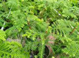 SALON ÇAMI / AROKARYASI 3 ADET (25-30 cm) - HEDİYELİK OFİS / EV / İÇ MEKAN BİTKİSİ