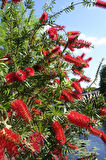 FIRÇA ÇALISI CALLİSTEMON 3 ADET (80-100 CM) ÇİÇEKLİ PEYZAJ/ÇİT BİTKİSİ
