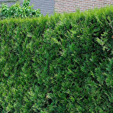 YEŞİL MAZI ÇİT BİTKİSİ 80-100 CM 4-5 YAŞ (Thuja Orientalis )