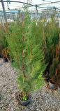 YEŞİL MAZI ÇİT BİTKİSİ 80-100 CM 4-5 YAŞ (Thuja Orientalis )