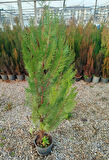 YEŞİL MAZI ÇİT BİTKİSİ 3 ADET 80-100 CM 4-5 YAŞ (Thuja Orientalis )