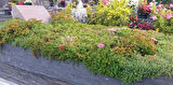 MEZAR - KABİR  SEDUM BİTKİ SETİ - 90 ADET 2 ÇEŞİT KURAKÇIL BİTKİ