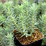 MEZAR - KABİR  SEDUM BİTKİ SETİ - 90 ADET 2 ÇEŞİT KURAKÇIL BİTKİ